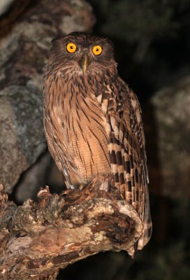 BIRD - OWL - BROWN FISH OWL - SIRIGIYA FOREST AREA SRI LANKA (7).JPG