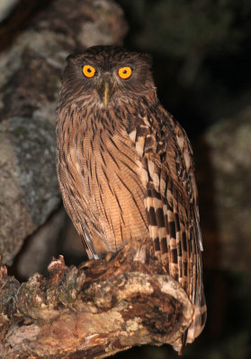 BIRD - OWL - BROWN FISH OWL - SIRIGIYA FOREST AREA SRI LANKA (9).JPG