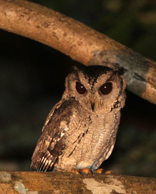 BIRD - OWL - ORIENTAL SCOPS OWL - SIRIGIYA FOREST AREA SRI LANKA (4).JPG