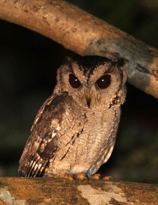 BIRD - OWL - ORIENTAL SCOPS OWL - SIRIGIYA FOREST AREA SRI LANKA (5).JPG