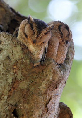 BIRD - OWL - ORIENTAL SCOPS OWL - UDAWALAWA NATIONAL PARK SRI LANKA (1).JPG