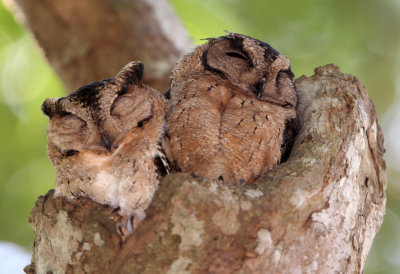 BIRD - OWL - ORIENTAL SCOPS OWL - UDAWALAWA NATIONAL PARK SRI LANKA (11).JPG