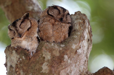 BIRD - OWL - ORIENTAL SCOPS OWL - UDAWALAWA NATIONAL PARK SRI LANKA (13).JPG