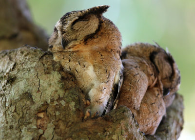 BIRD - OWL - ORIENTAL SCOPS OWL - UDAWALAWA NATIONAL PARK SRI LANKA (16).JPG