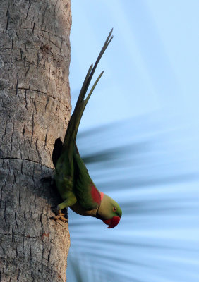 BIRD - PARAKEET - ALEXANDRINE PARAKEET - NIGAMBU FOREST AREA SRI LANKA (16).JPG