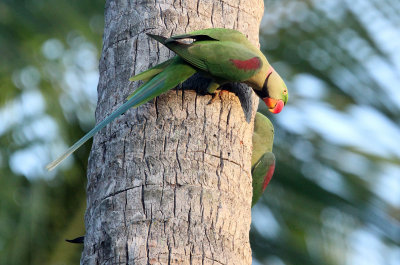 BIRD - PARAKEET - ALEXANDRINE PARAKEET - NIGAMBU FOREST AREA SRI LANKA (20).JPG