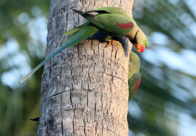 BIRD - PARAKEET - ALEXANDRINE PARAKEET - NIGAMBU FOREST AREA SRI LANKA (21).JPG