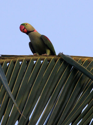 BIRD - PARAKEET - ALEXANDRINE PARAKEET - NIGAMBU FOREST AREA SRI LANKA (33).JPG