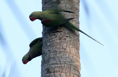 BIRD - PARAKEET - ALEXANDRINE PARAKEET - NIGAMBU FOREST AREA SRI LANKA (36).JPG