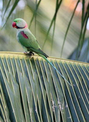 BIRD - PARAKEET - ALEXANDRINE PARAKEET - NIGAMBU FOREST AREA SRI LANKA (44).JPG