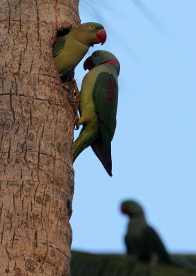 BIRD - PARAKEET - ALEXANDRINE PARAKEET - NIGAMBU FOREST AREA SRI LANKA (53).JPG