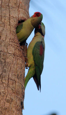 BIRD - PARAKEET - ALEXANDRINE PARAKEET - NIGAMBU FOREST AREA SRI LANKA (54).JPG