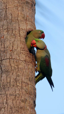 BIRD - PARAKEET - ALEXANDRINE PARAKEET - NIGAMBU FOREST AREA SRI LANKA (61).JPG