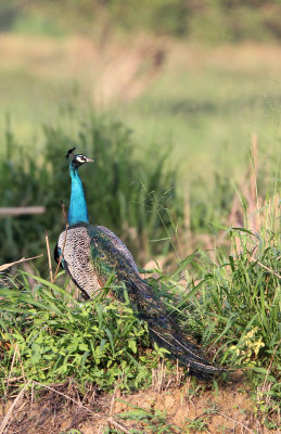 BIRD - PEAFOWL - SIRIGIYA FOREST SRI LANKA (2).JPG