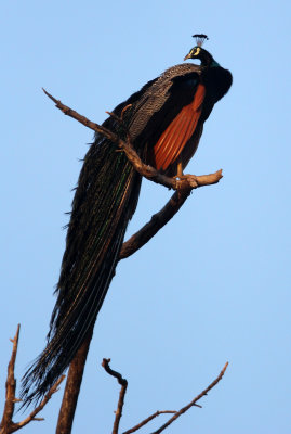 BIRD - PEAFOWL - UDAWALAWA NATIONAL PARK SRI LANKA (14).JPG