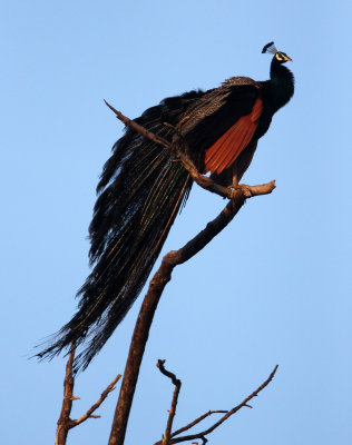 BIRD - PEAFOWL - UDAWALAWA NATIONAL PARK SRI LANKA (20).JPG