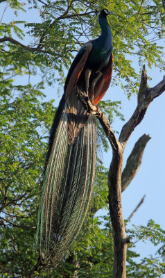 BIRD - PEAFOWL - UDAWALAWA NATIONAL PARK SRI LANKA (22).JPG