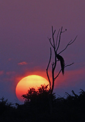 BIRD - PEAFOWL - UDAWALAWA NATIONAL PARK SRI LANKA (28).JPG