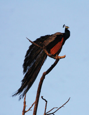 BIRD - PEAFOWL - UDAWALAWA NATIONAL PARK SRI LANKA (5).JPG