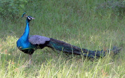 BIRD - PEAFOWL - YALA NATIONAL PARK SRI LANKA (1).JPG