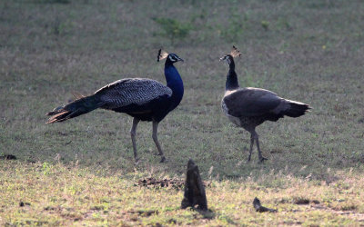 BIRD - PEAFOWL - YALA NATIONAL PARK SRI LANKA (11).JPG