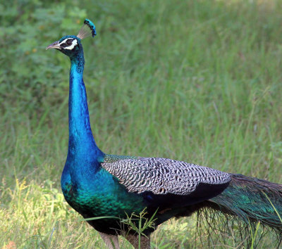 BIRD - PEAFOWL - YALA NATIONAL PARK SRI LANKA (6).JPG