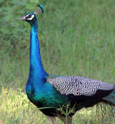 BIRD - PEAFOWL - YALA NATIONAL PARK SRI LANKA (7).jpg