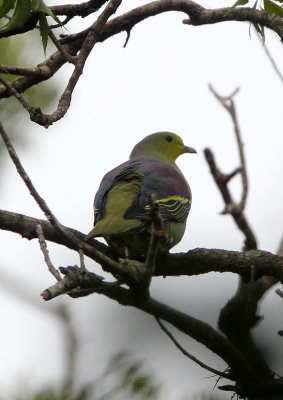 BIRD - PIGEON - CEYLON GREEN PIGEON - SIRIGIYA FOREST SRI LANKA (4).JPG