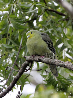 BIRD - PIGEON - CEYLON GREEN PIGEON - SIRIGIYA FOREST SRI LANKA (7).JPG