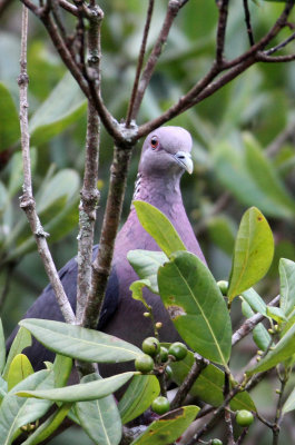 BIRD - PIGEON - CEYLON WOODPIGEON - NUWARA ELIYA, HORTON PLAINS SRI LANKA (3).JPG