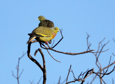 BIRD - PIGEON - ORANGE-BREASTED GREEN PIGEON - UDAWALAWA NATIONAL PARK SRI LANKA (4).JPG