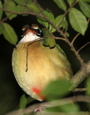 BIRD - PITTA - INDIAN PITTA - SIRIGIYA FOREST AREA SRI LANKA (2).JPG