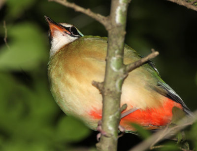 BIRD - PITTA - INDIAN PITTA - SIRIGIYA FOREST AREA SRI LANKA (5).JPG