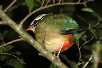 BIRD - PITTA - INDIAN PITTA - SIRIGIYA FOREST AREA SRI LANKA (6).JPG
