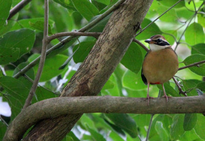 BIRD - PITTA - INDIAN PITTA - SIRIGIYA FOREST SRI LANKA (15).JPG