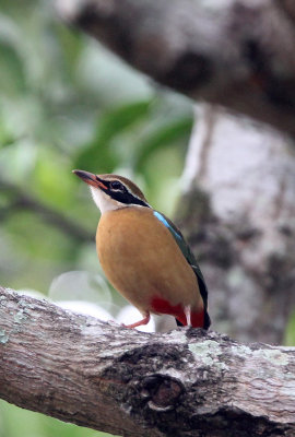 BIRD - PITTA - INDIAN PITTA - SIRIGIYA FOREST SRI LANKA (3).JPG