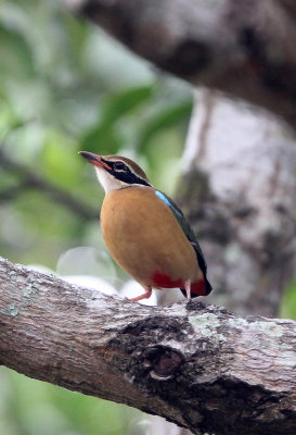 BIRD - PITTA - INDIAN PITTA - SIRIGIYA FOREST SRI LANKA (4).JPG