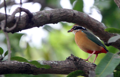 BIRD - PITTA - INDIAN PITTA - SIRIGIYA FOREST SRI LANKA (8).JPG