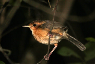 BIRD - PRINIA - PLAIN PRINIA - SIRIGIYA FOREST AREA SRI LANKA (1).JPG