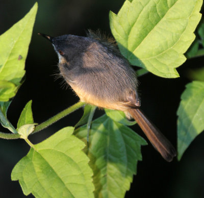 BIRD - PRINIA - PLAIN PRINIA - SIRIGIYA FOREST AREA SRI LANKA (4).JPG