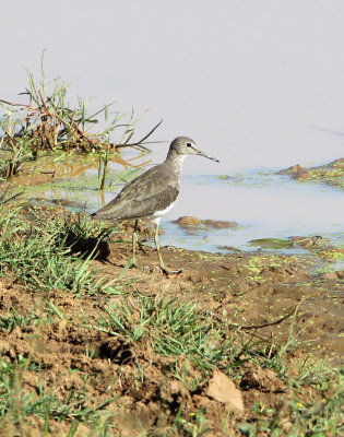 BIRD - SANDPIPER - GREEN SANDPIPER - UDAWALAWA NATIONAL PARK SRI LANKA (7).JPG