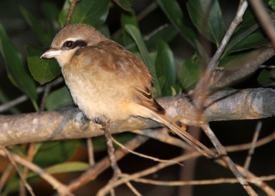 BIRD - SHRIKE - BROWN SHRIKE - YALA NATIONAL PARK SRI LANKA (1).JPG
