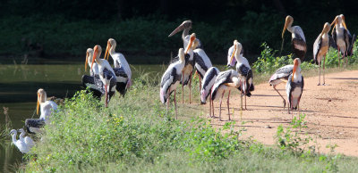 BIRD - STORK - PAINTED STORK - UDAWALAWA NATIONAL PARK SRI LANKA (21).JPG