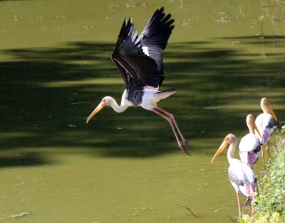 BIRD - STORK - PAINTED STORK - UDAWALAWA NATIONAL PARK SRI LANKA - PHOTO BY SOM SMITH (15).JPG