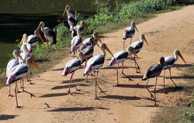 BIRD - STORK - PAINTED STORK - UDAWALAWA NATIONAL PARK SRI LANKA - PHOTO BY SOM SMITH (5).JPG
