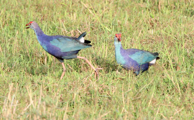 BIRD - SWAMPHEN - PURPLE SWAMPHEN - UDAWALAWA NATIONAL PARK SRI LANKA (5).JPG