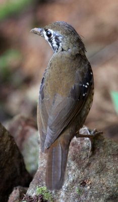 BIRD - THRUSH - SPOT-WINGED GROUND THRUSH - SINGHARAJA NATIONAL PARK SRI LANKA (4).JPG