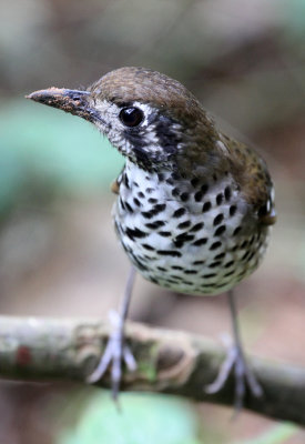 BIRD - THRUSH - SPOT-WINGED GROUND THRUSH - SINGHARAJA NATIONAL PARK SRI LANKA (7).JPG