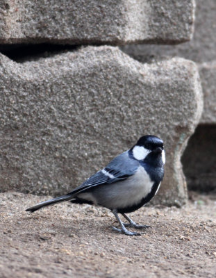 BIRD - TIT - SOUTHERN GREAT TIT - NUWARA ELIYA, HORTON PLAINS SRI LANKA (1).JPG