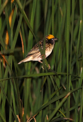 BIRD - WEAVER - STREAKED WEAVER - YALA NATIONAL PARK SRI LANKA (6).JPG